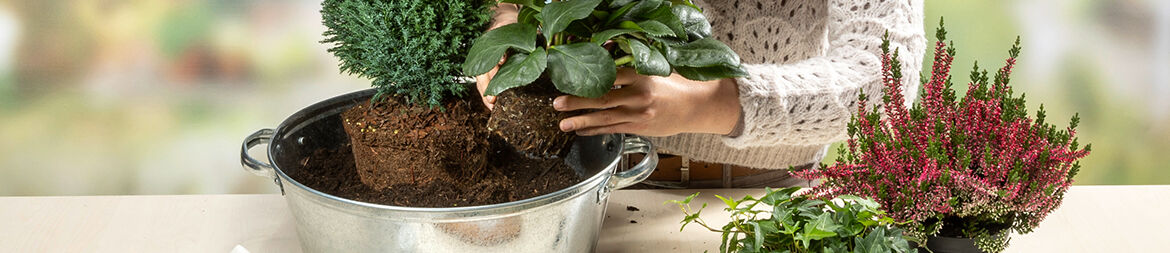 Remove the Christmas Rose and its companion plants from their pots and plant them in the tub.