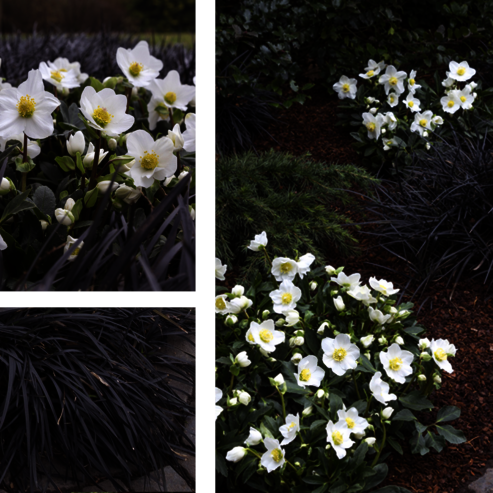 The slender flower stems of fescue liven up any arrangements of plants.