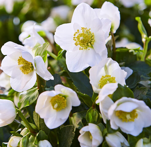 Christmas Rose Jacob – snowy white flowers in the garden in December