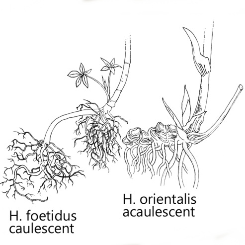 Different types of rhizomes of two Helleborus species