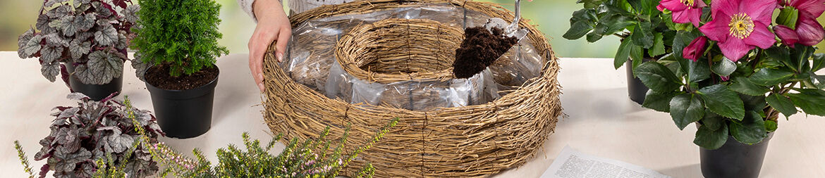 Fill the ring with potting soil.