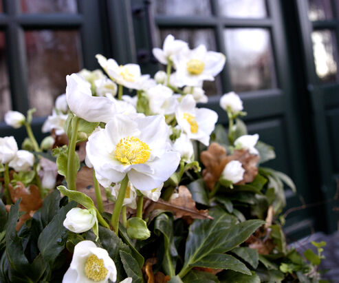 Christmas Rose Goldmarie on the doorstep