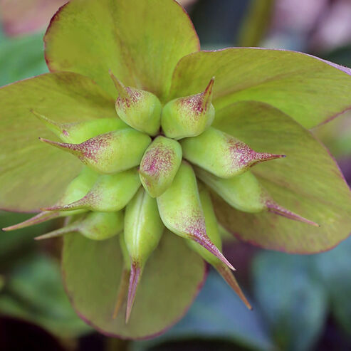 As soon as the seeds are ripe, the follicle bursts open.