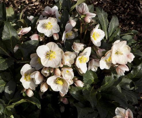 La rosa d’inverno Shooting Star fiorisce in giardino a gennaio con fiori rosa pallido