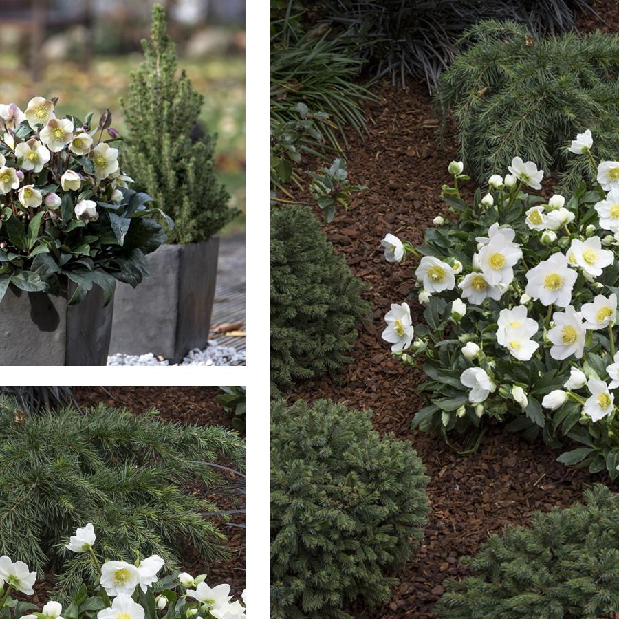 Conifers combines beautiful with Christmas Roses and create a wintry mood on the balcony, terrace, the door step and in the garden.