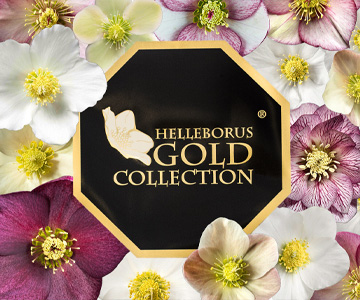 Die Helleborus Gold </br>Collection Familie