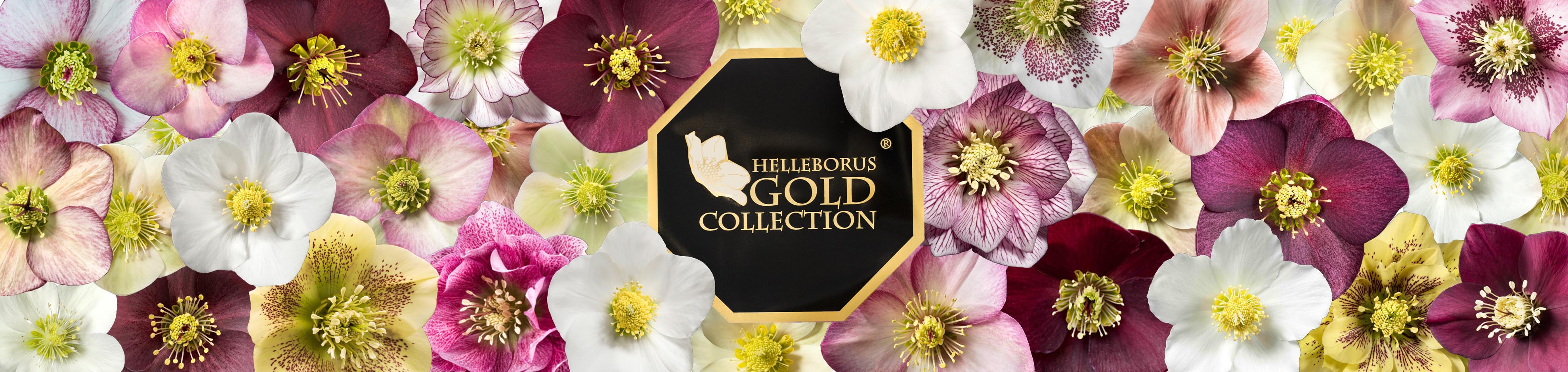 De Helleborus Gold Collection-familie