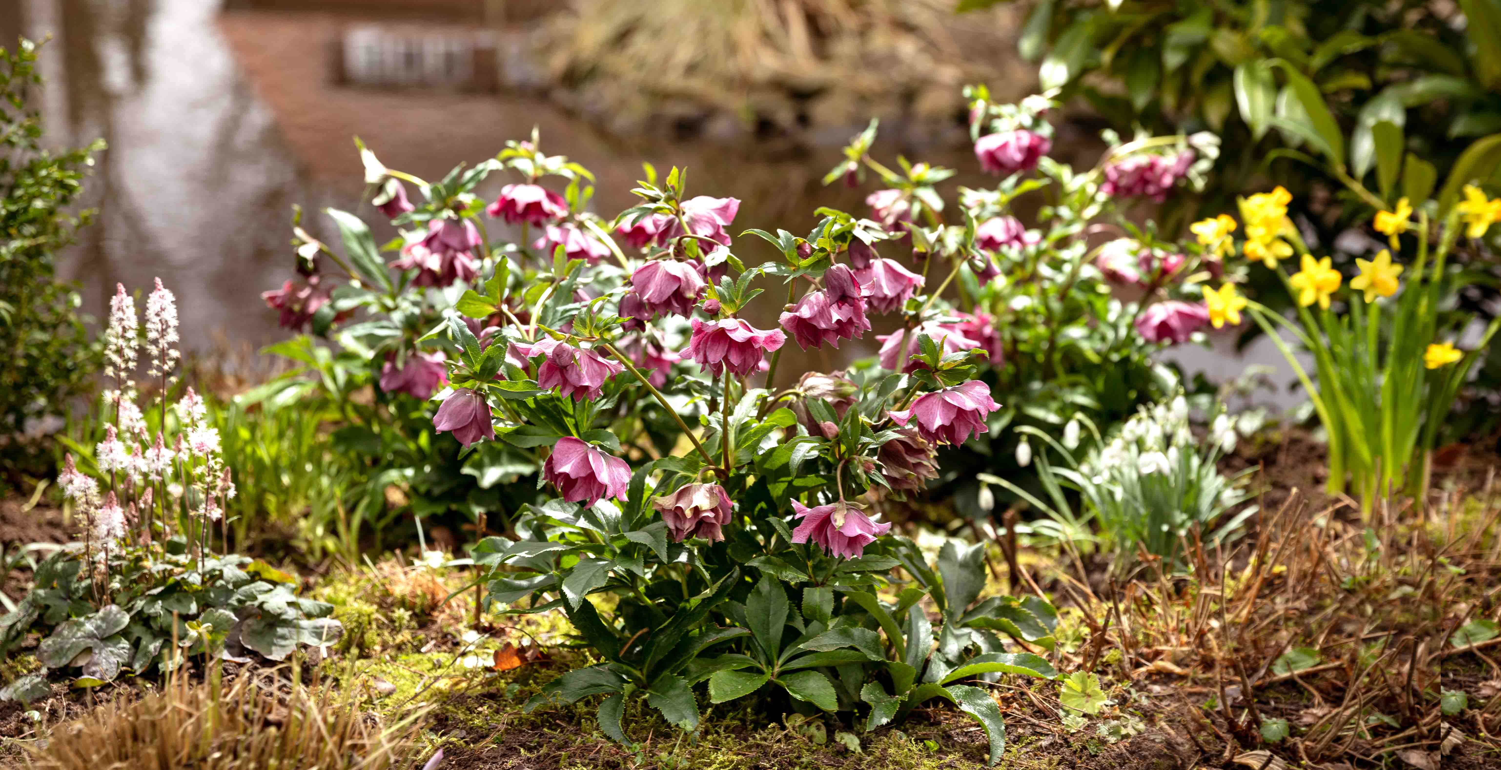 Farbenfroher Frühlingsgarten