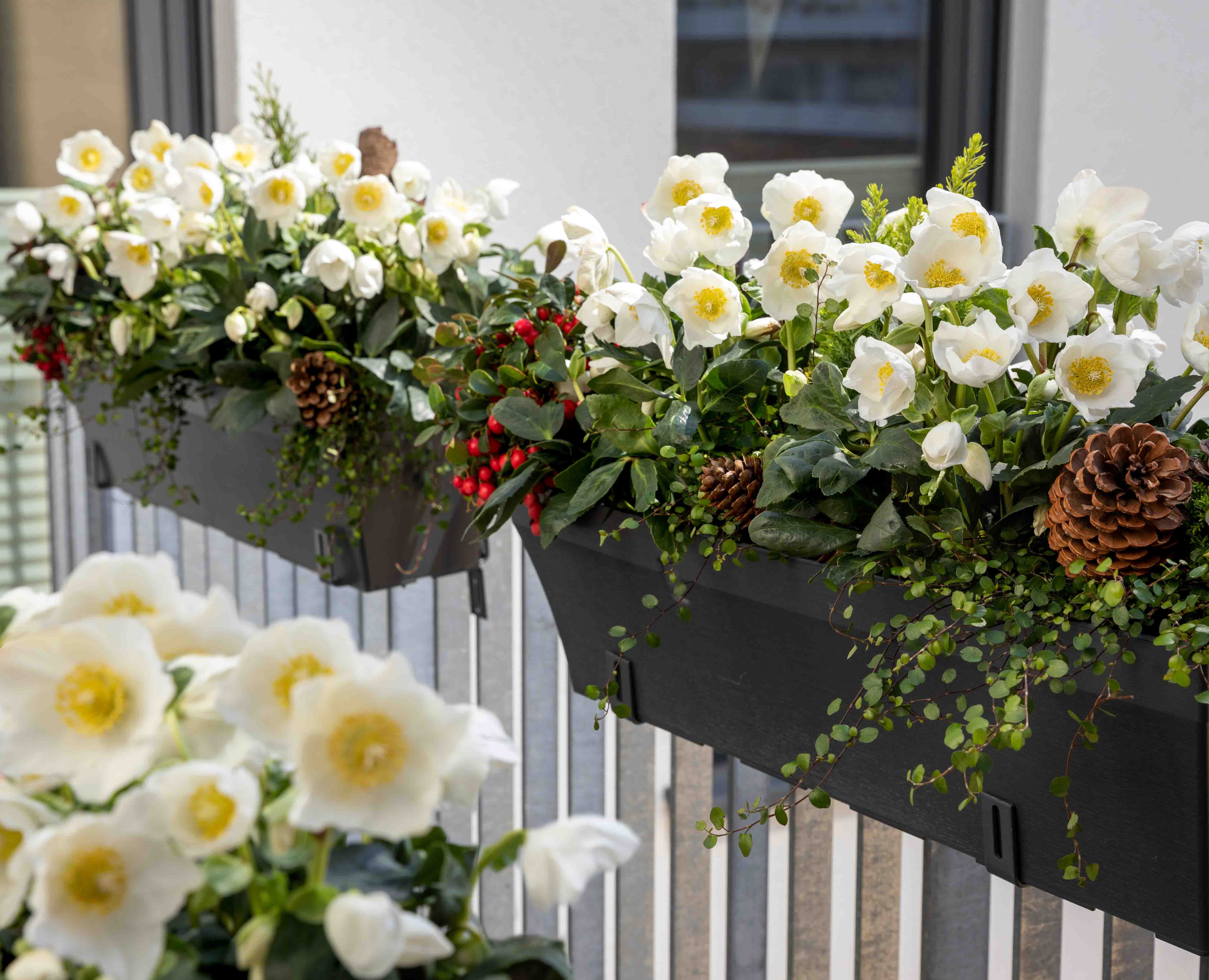 Rose di Natale per le fioriere sui balconi