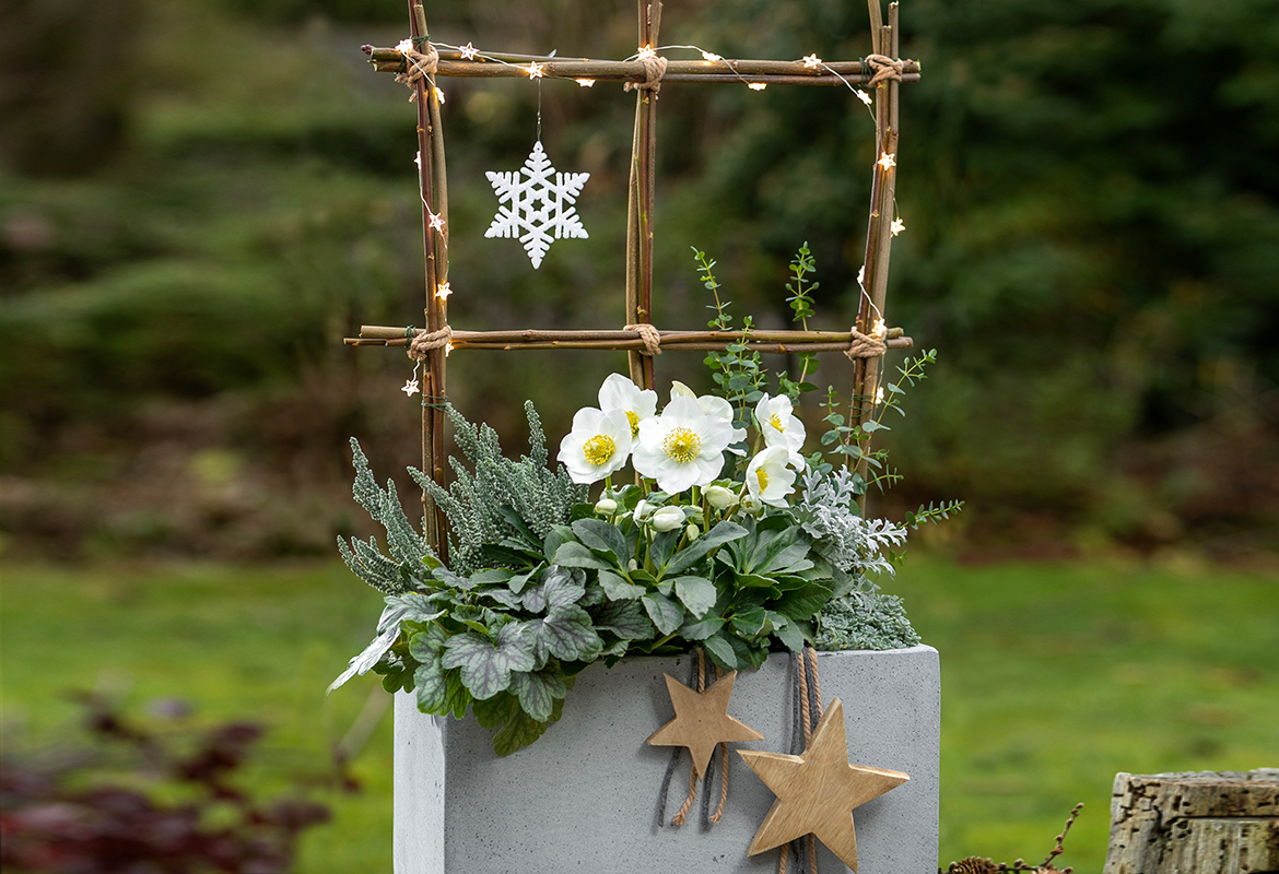 Concrete box with branch window frame and Christmas Rose.