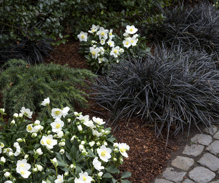 Christmas Rose Wintergold in bedding combined with black-leaved mondo plant (Ophiopogon) and compact conifers