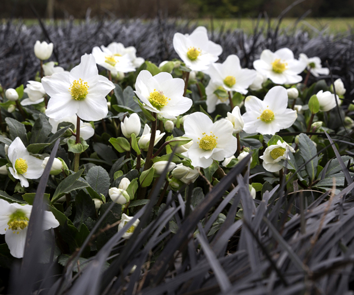 Christmas Rose Jubelio is a real eye-catcher around Christmas time, especially if planted in a group of several plants. The dark stems of the black mondo plant (Ophiopogon) create a fantastic contrast with the white flowers.