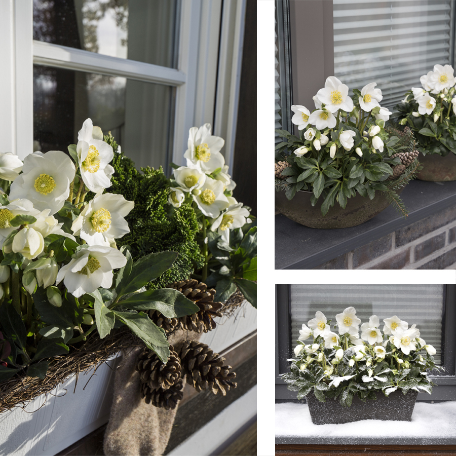 Their compact size makes Christmas Roses ideal for window box plantings.