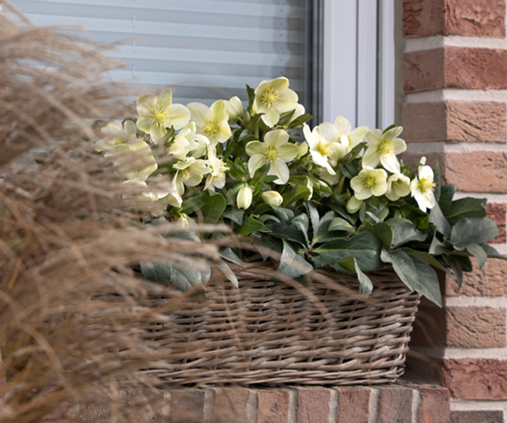 Compact-growing Snow Rose Ice Breaker Max is ideal for window box plantings