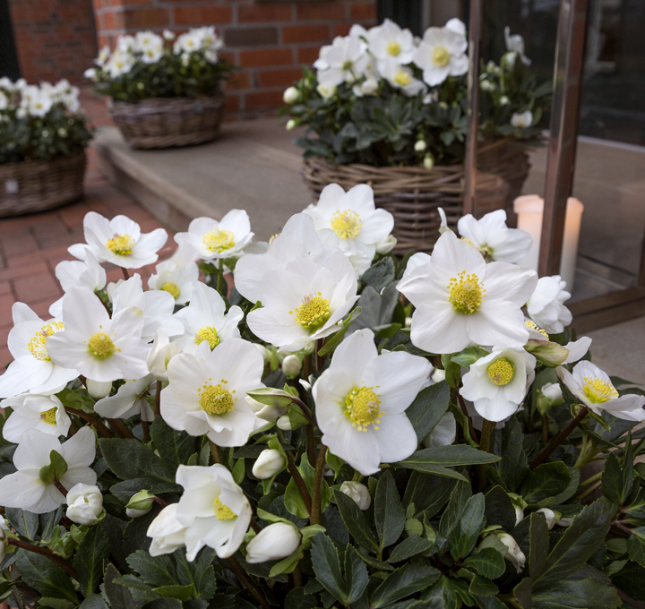Christmas Rose Jubileo in wicker baskets with lantern at the house entrance
