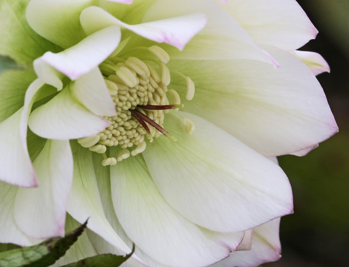Lenzrose Grace hat große, weiß gefüllte Blüten, die bei niedrigen Temperaturen zartrosa Spitzen aufweisen können