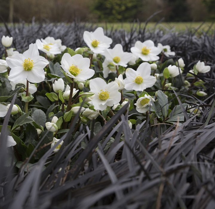 La rosa di Natale Jubelio con i suoi fiori bianchi come la neve tra la pianta perenne ophiopogon in giardino