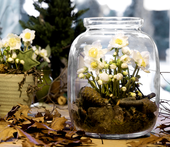 Christrose White Christmas in einem großen Glasgefäß, dekoriert mit Zapfen, Moos und Zweigen. Ideal für die Fensterbank oder den Wintergarten