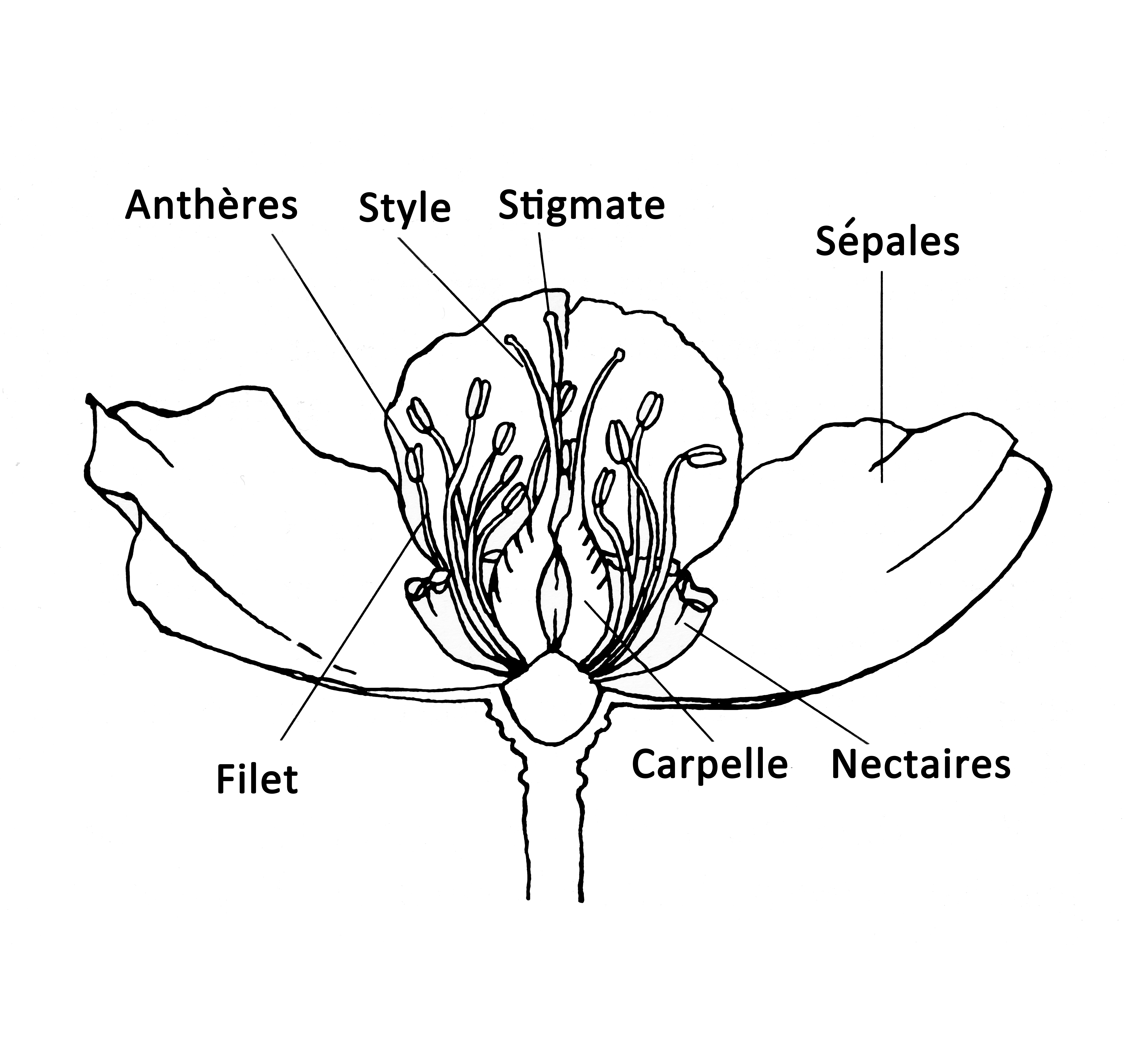 {f:if(condition:'Structure d'une fleur d'Helleborus',then:'Structure d'une fleur d'Helleborus', else:'Botanique')}