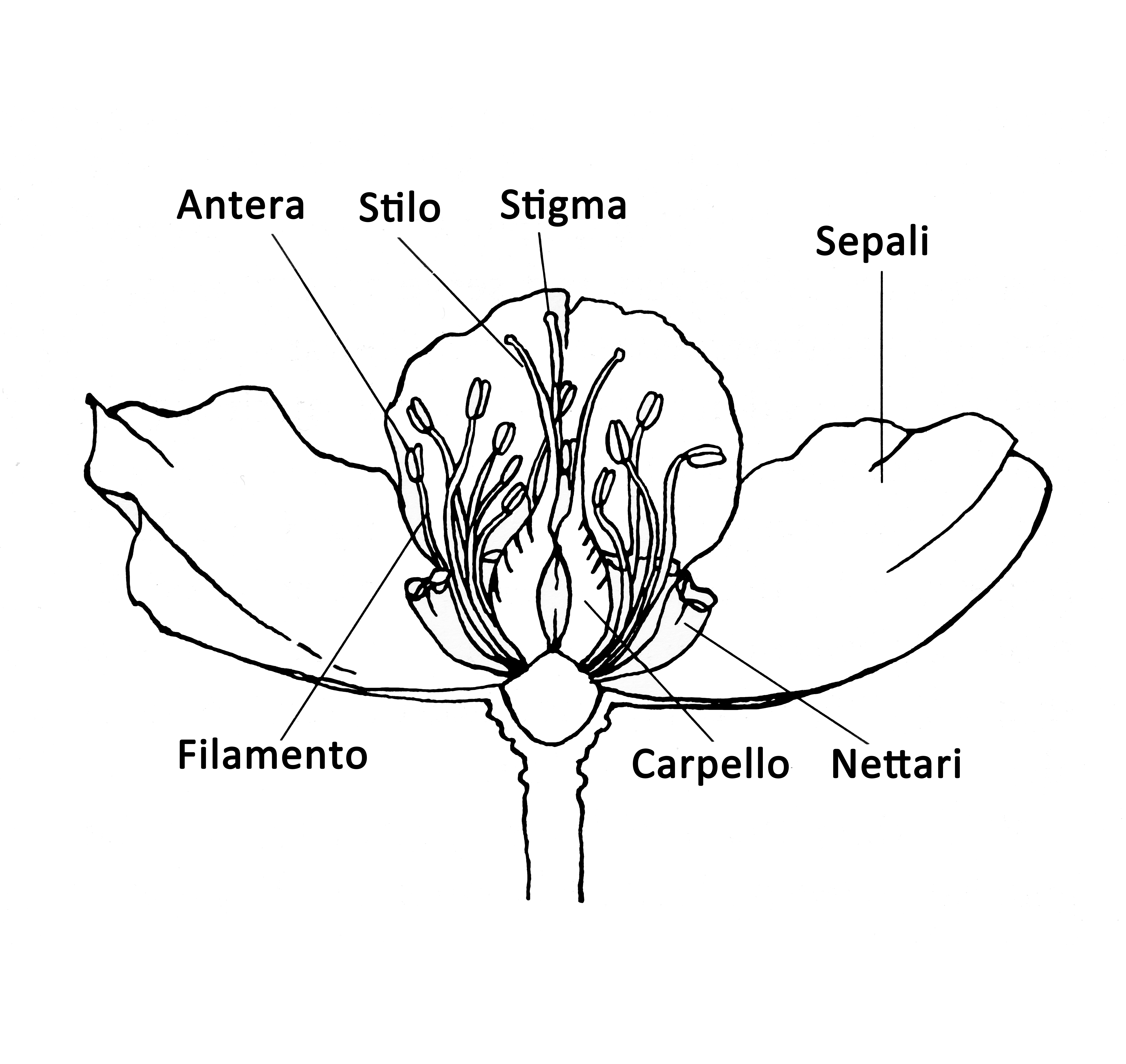 Struttura di un fiore di Helleborus