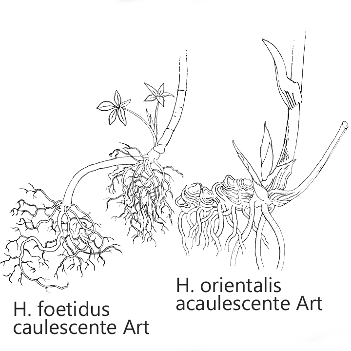 Diversi tipi di rizomi di due specie di Helleborus