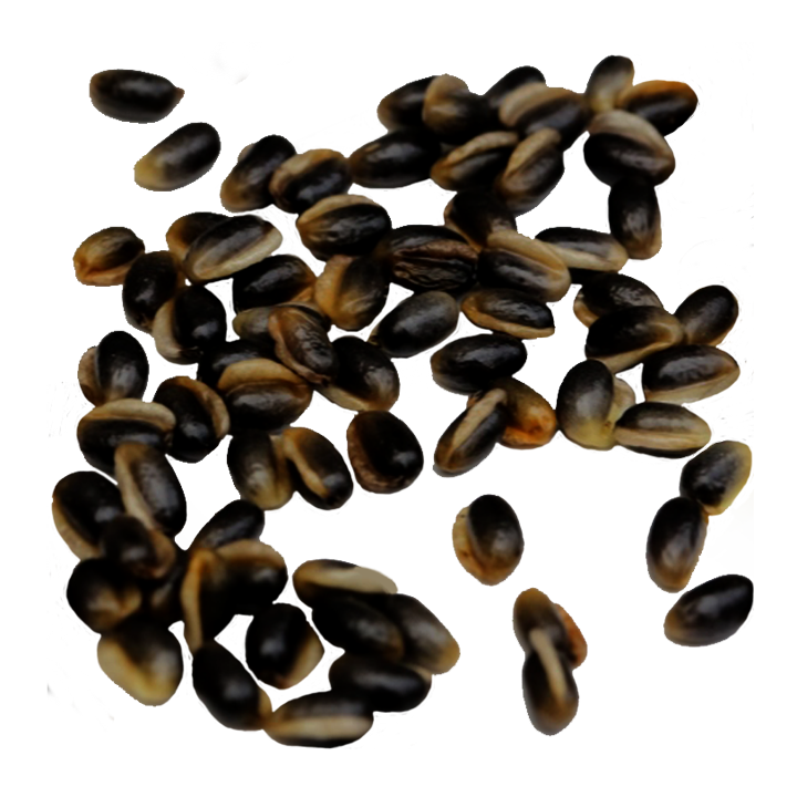 Schwarz-glänzende Helleborus Samen