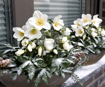 Fiori d’inverno in vasi e fioriere su balconi e terrazze