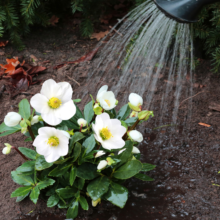 Let na het planten goed op dat uw Helleborus voldoende water krijgt.