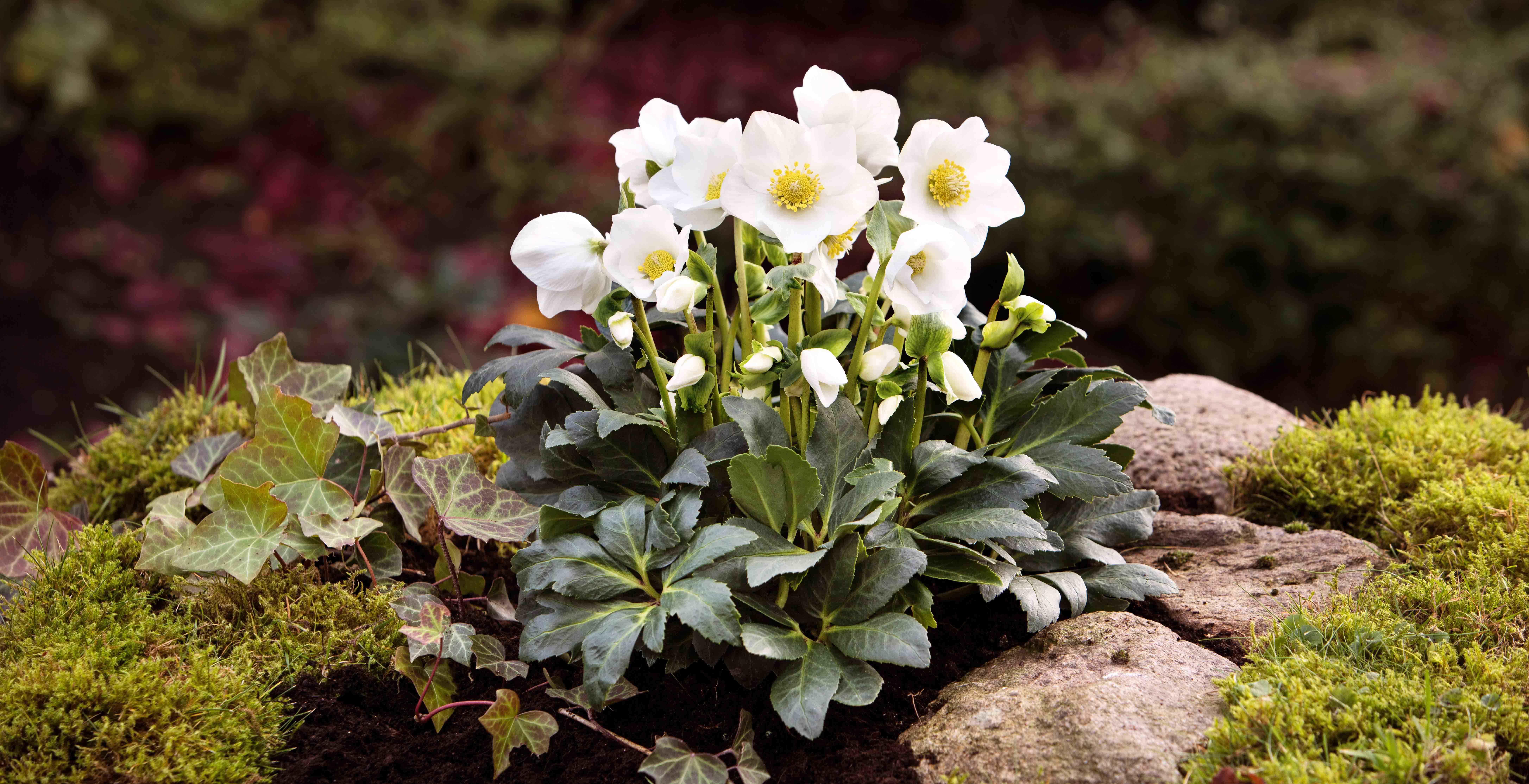 Planting instruction for Christmas Roses - Helleborus